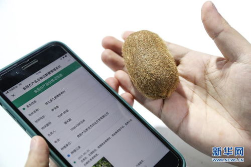 創(chuàng)新科技閃耀數(shù)博會 信息咨詢服務(wù)邁向新未來